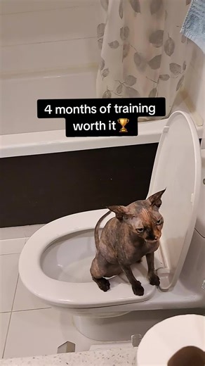 Sphynx Cat Toilet Training Success After 4 Months