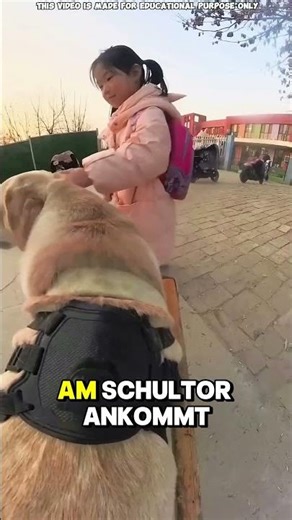 Das stille Versprechen eines Hundes, ein Kind zu beschützen #Kurzvideo