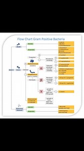 ✨ Flow Chart Gram Positive Bacteria and Gram Negative Bacteria ✨ Share Knowledge and Answer questions for Hematology and all Medical Technology https://www.facebook.com/rose.apple.127/subscribe/ #Bacteria #Microbiology #reels | RoseApple Madhu