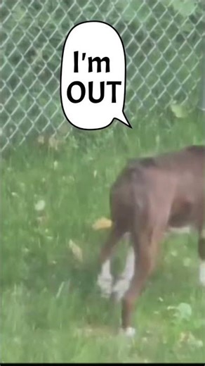 She Found a Baby Deer… But Her Reaction Was NOT What We Expected 🐕🦌😳