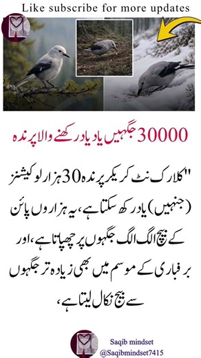 Amazing Memory Bird: Nature’s Tiny Genius 🐦✨#NatureFacts#AmazingAnimals#WildlifeWonder#BirdLovers