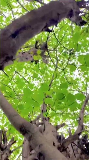 Most Beautiful Pashto Wedding Moment 💍 | Bride Entry. #PashtoWedding.