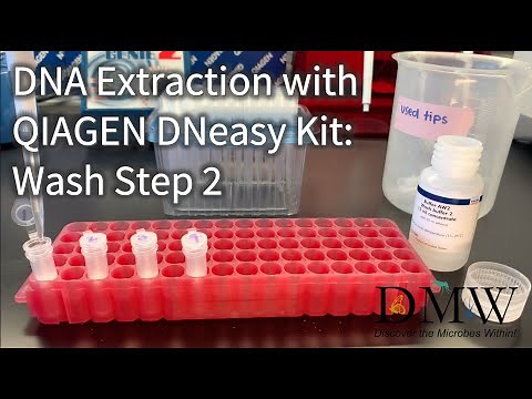 DNA Extraction with QIAGEN DNeasy Kit: Wash Step 2