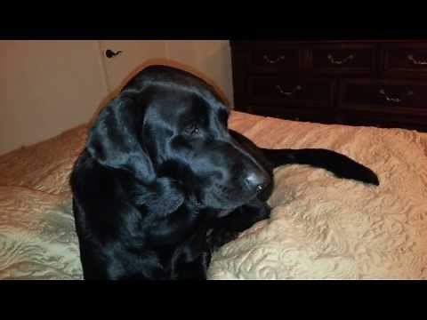 Dog with Idiopathic Head Tremors / Idiopathic Head Bobbing