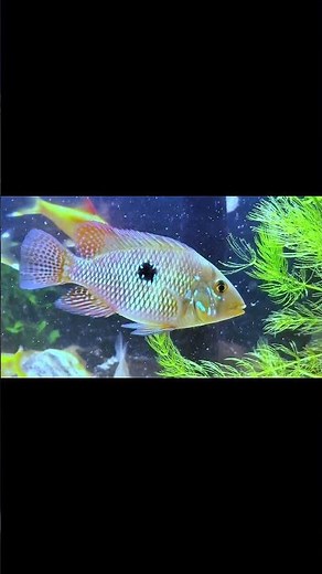 SPOTLIGHT SPECIES: Geophagus brasiliensis (Pearl Cichlid)