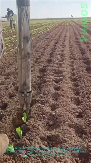 Satisfying Manual Transplanter for Efficient Vegetable Seedling Planting