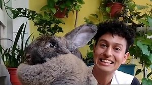 Zoology student, 23, makes world's largest rabbits bigger using genetic engineering
