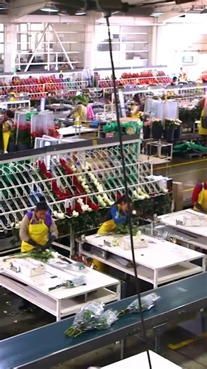 15K views · 111 reactions | Colombia exports millions of cut flowers every year, and most of them end up in the US. But working in the flower business is not always rosy. Colombian flower-farm workers endure long hours, debilitating injuries, and workplace harassment to keep up with seasonal foreign demand. So does an ethical bouquet of flowers exist? We went to Colombia to find out. | Business Insider | Facebook