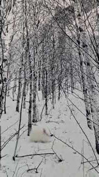 A WOLVE IN SHEEP CLOTHING #369