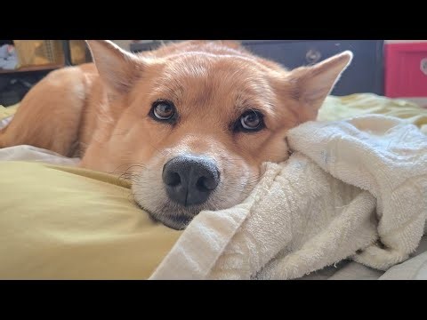 みんなと一緒に起きるオイヌ様(雑種犬)