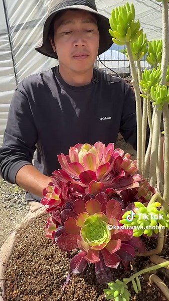 大鉢多肉植物寄せ植えの楽しみ方