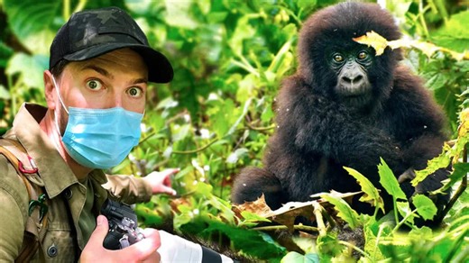 Into the Congo: Tracking wild gorillas