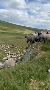 126K views · 1K reactions | Apologies in advance for the cringe joke but this is giving me Glaston-baa-ry vibes The sheep know how to have fun in a field The sound is music to my ears 殺 #redshepherdess #TeamRed #farmlife #sheep #farming | Red Shepherdess | Facebook
