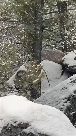 927K views · 5.7K reactions | It can make your hair stand on end. While some get uncomfortable in these moments, to Tyler Johnerson it’s an opportunity for close encounters with an apex predator he has spent decades studying. | SITKA Gear | Facebook