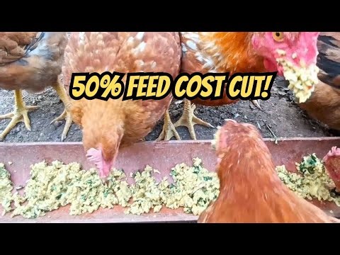 Cut My Chicken Feed Cost by 50%! | Semi-Organic Feed Formula That Works #kabir #freerangechickens