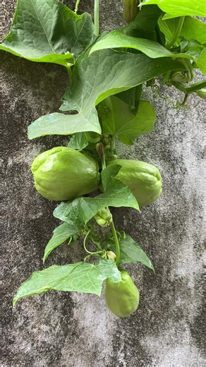 Harvesting Fresh Vegetables from Your Home Farm