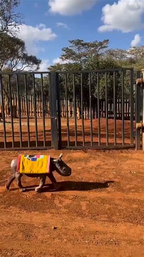 Tiny baby rhino, wearing its protective blanket