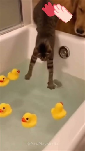 Splish Splash… I’m Under Attack!