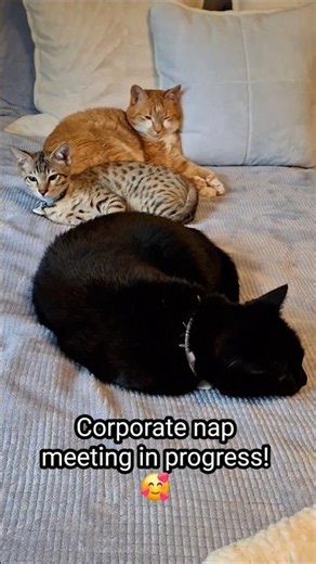These Three Cats Love to Snuggle Together 😹 #adorable #pets