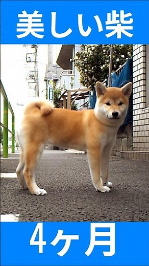 美しい柴 ・生後4ヶ月 #柴犬＃beautiful＃shibainu＃名犬