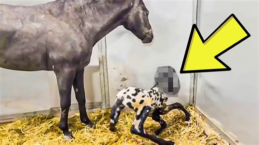 Horse Gives Birth To Foal - The Vet Sees It, He Says 'That's Not A Foal'
