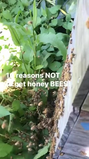 6 reasons NOT to get bees! 🐝 😱 #survival #gardening #garden #beekeeping | Prepper Kiwi