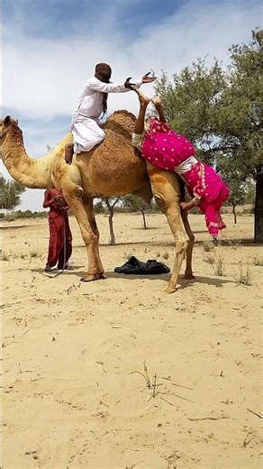 Man on Camel Misses the Catch & She Takes the Slide 😆🐪
