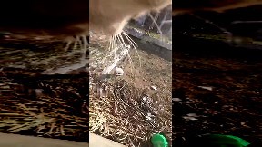 Cat chasing another cat POV (video) - ItemFix