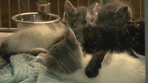 64K views · 176 shares | Cuteness alert! 55 cats and kittens were relocated from Prince Albert, Saskatchewan to Victoria due to shelter overcrowding Read more: www.cbc.ca/1.3848506 | CBC Vancouver | Facebook