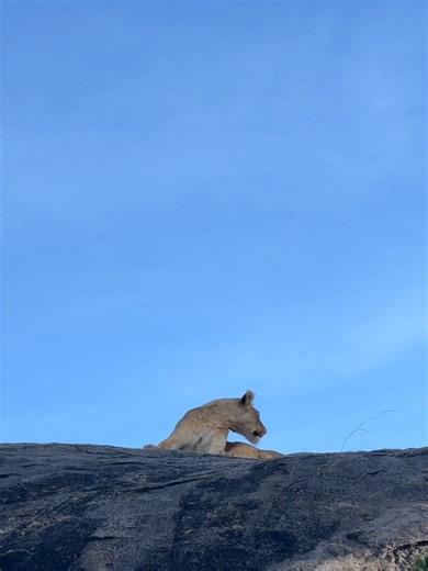 Tanzania Wildlife Safari Magic Step into a world where every sunrise wakes the wild and every moment tells a story. From lion prides ruling the plains, elephants strolling ancient paths, to giraffes painting the skyline Tanzania’s wildlife is a living wonder. With @tanzania_inside_and_safari we bring you closer to nature’s greatest show, turning your wildlife safari dreams into reality. Book your adventure today and witness the untamed beauty of Tanzania’s wild. . . . . . . . . . . . . . . . . .