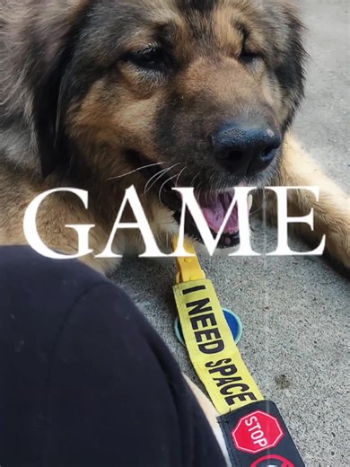 To the ESSA Community Plz stop blaming your plushies as Reactive and Service animals! Your plush cannot be reactive. Your plush cannot provide task. Therefore cannot be service animal #fyp #4u #xyzcba #essa #emotionalsupportplush #reactviedog #reactivedogawareness #reactivity #hellno #foryoupage