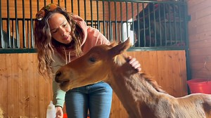 Friends of HAWS from the nearby Town of Ponoka, have adopted this newborn wild foal, and named him Kip. Shelley, worked for a Vet Clinic for 32 years, and raised many horses in her long farm life. The entire family are living the farm and ranching life and Kip, has landed himself a very loving forever home. Daughter Jamie's 5 year daughter will be growing up with Kip, and no doubt become best friends. | Help Alberta Wildies Society