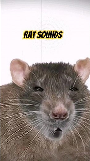 Rat Sounds #shorts - Rat Squeaking