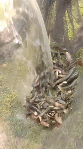 Fishing in Village | MRL HD