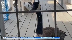 6.1M views · 2.5K reactions | Staff at a wildlife center in MA were shocked when they took in Arnold, a Canada goose, for a foot injury and his mate, Amelia, kept a close watch over him through the window. | CBS Evening News | Facebook