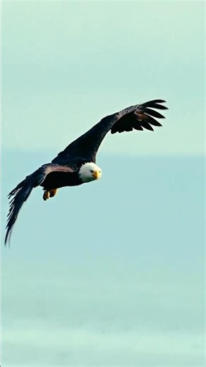Majestic Eagle Flying in the Sky | #shorts #eagles #wildlife