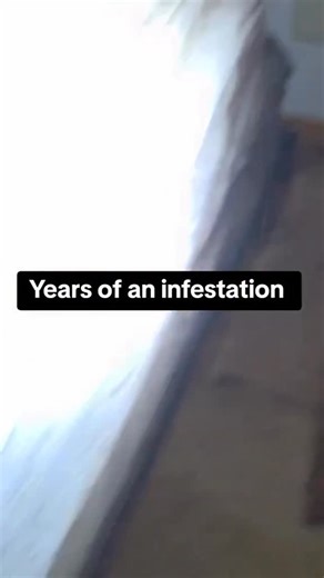 4.2K views · 210 reactions | Years of bed bug infestation | Peski | Facebook