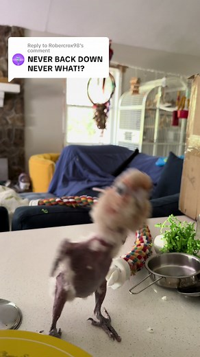 Replying to @Robercrox98 She will NEVER give up! 💜 *Chicken is a Goffin Cockatoo and a survivor of neglect and abuse. Before I adopted her, she spent a long life locked inside of a cage in a dark basement. The anxiety and depression associated with that caused her to pluck herself for many years. I don’t know the exact details of what happened to her in the past but I know it was bad and that she had at least 2 untreated breaks in her leg. I can’t say for certain if she will get any feathers ba