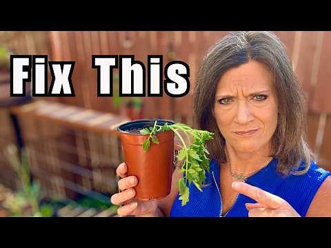 Tomatoes Wilting After Planting? Do This Immediately