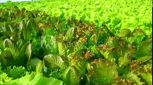 Grow Frize leaf lettuce in a greenhouse. Andivy or Chicory salad lat. Cich rium end via. Curly endive is a useful nutritious plant to eat. Green leaves and bushes. A bunch of vitamin food.
