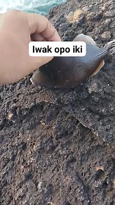 165K views · 1.2K reactions | Kene cah tak critani #mancing #mancingmania #casting #jiging #fishing #flyfishing #catfish #mancingcasting #baracuda | Tukang mancing | Facebook