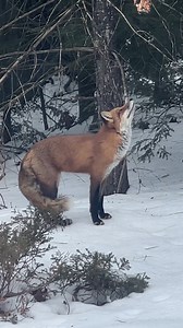 Morning Fox🦊🧡 Video:Collected from Reddit #foxbody #savethefoxes🦊 #foxes #fox #foxanimaljam #foxoftheday #foxy #savethefoxes #foxanimals #foxanimaltotem | Save The Foxes