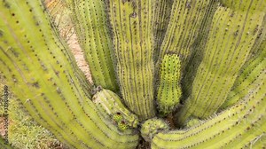 Closeup of Organ Pipe Cactus In The Sonora Desert in Arizona- Tilt Up Shot