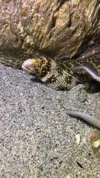 Rare Big Catch - Worth It！PX01575！ #diving #fishing #lobster