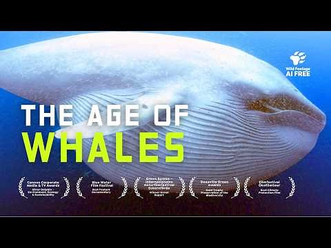 The Lost Whale Ocean: What REALLY Happened to the Giants? | 4K Nature Documentary
