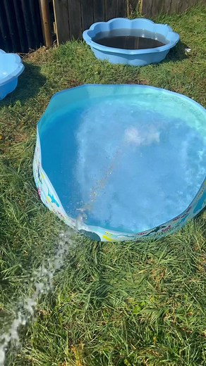 Baby Frogs on TikTok