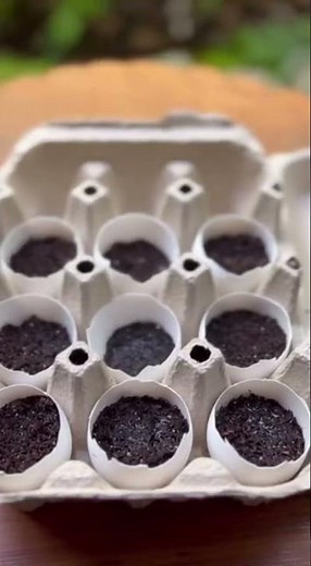 La méthode des jardiniers avec coquille d’œuf pour des racines plus fortes