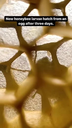 Fascinating Facts About Bee Larvae Feeding Habits