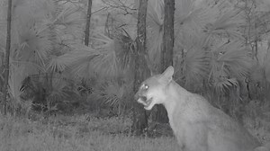 7.5K views · 301 reactions | In this video we have a sub-adult...