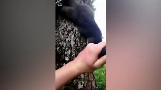 Graphic video shows NZ man brutally killing possum